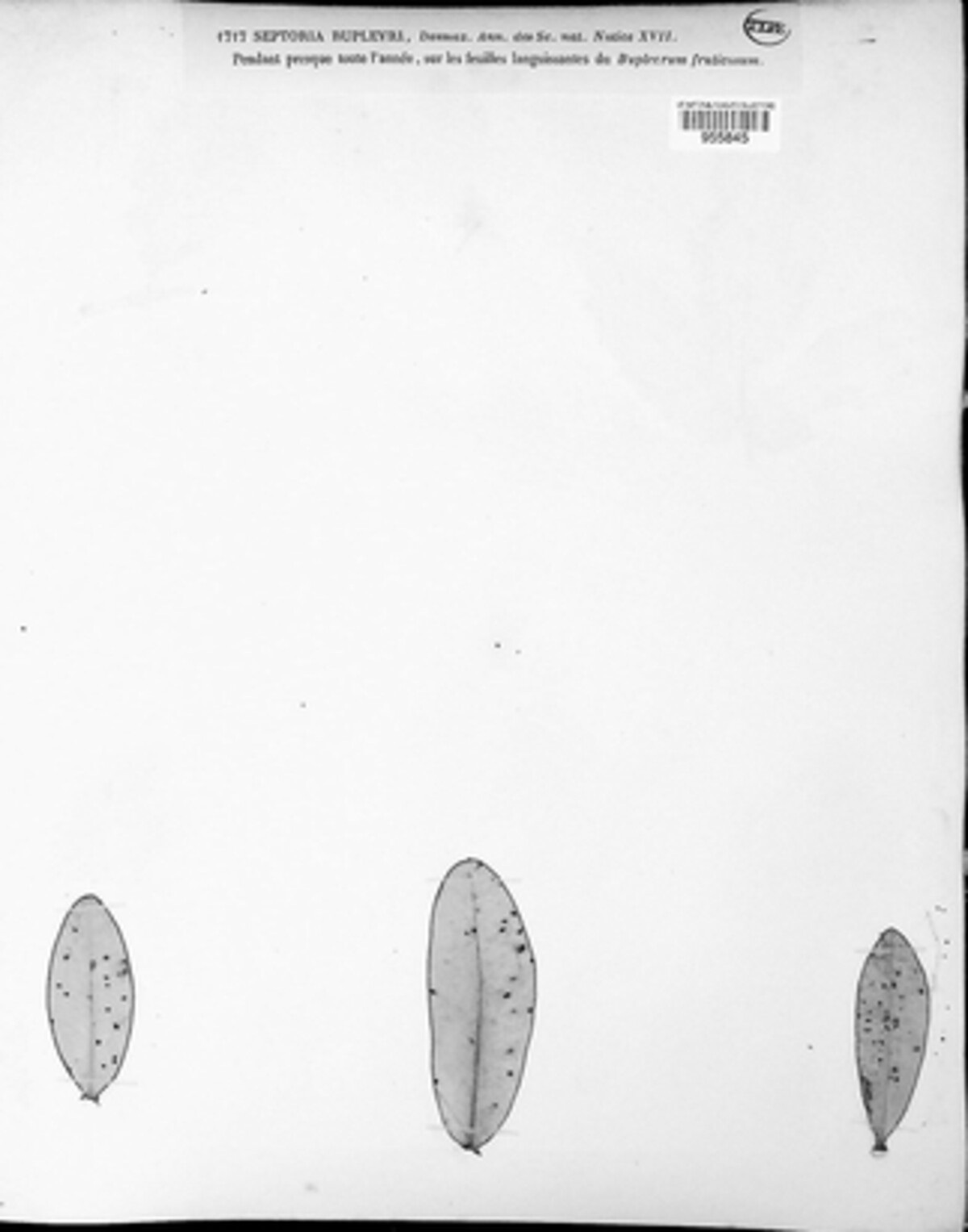 Phloeospora bupleuri image